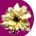 little-white-dried-flower.gif (1874 bytes)